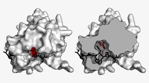 Tev Substrate Binding Tunnel - Cut Surface View Pymol, HD Png Download, Free Download