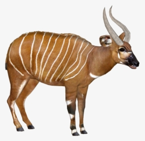 Zoo Tycoon 2 Bongo, HD Png Download, Free Download