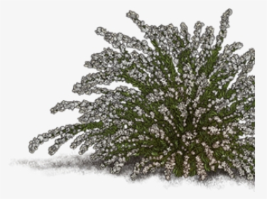 Snow Covered Bush Transparent, HD Png Download, Free Download