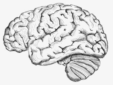 Human Brain Drawing Cerebrum - Brain Sketch Png, Transparent Png, Free Download