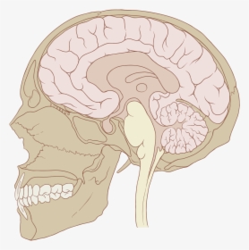 Sagittal Brain And Skull, HD Png Download, Free Download