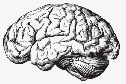 Brain Illustration Anatomy, HD Png Download, Free Download