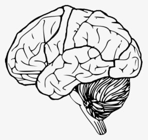 Transparent Brain Drawing Clipart - Brain Png, Png Download - kindpng