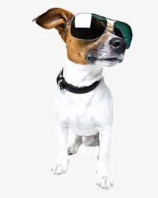 Wearing Shepherd Walking Sunglasses Sitting German - Dog With Sunglasses Png, Transparent Png, Free Download
