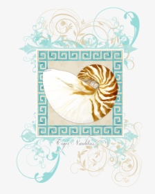 Seashell, HD Png Download, Free Download