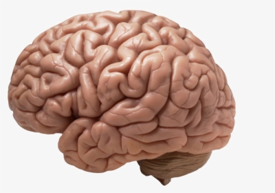 Brain Png Download Image - Human Brain, Transparent Png, Free Download