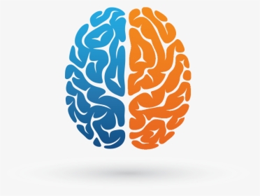 Brain Png - Clipart Brain Hemispheres, Transparent Png, Free Download