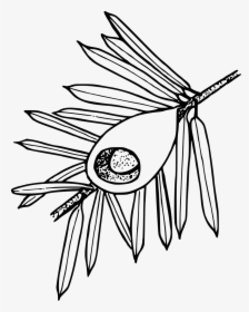 Pacific Yew Drawing, HD Png Download, Free Download