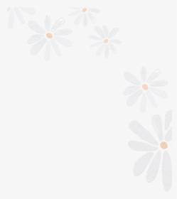 Flowers White Large Light Yellow Sticker Png - African Daisy, Transparent Png, Free Download