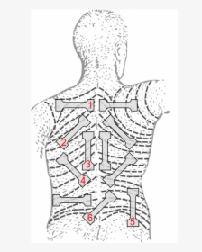 Back Skin Line, HD Png Download, Free Download