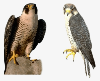 Peregrine Falcon No Background , Transparent Cartoons - Peregrine Falcon Transparent Background, HD Png Download, Free Download