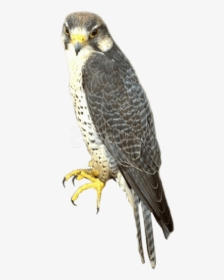 Peregrine Falcon Transparent Background, HD Png Download, Free Download