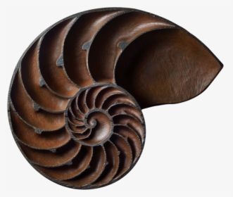 Nautilus Peregrine O"gormley - Sea Snail, HD Png Download, Free Download