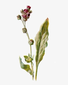 Antique Images March Flower - Botanical Illustration, HD Png Download, Free Download
