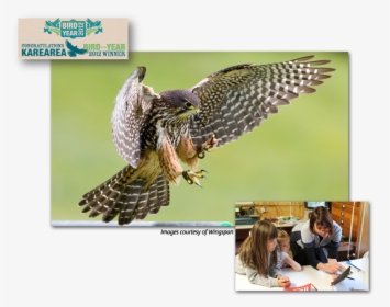 Falcon Conservation - New Zealand Falcon, HD Png Download, Free Download