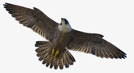 Peregrine Falcon, HD Png Download, Free Download