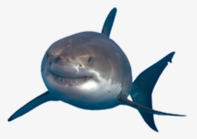 Great White Shark Portable Network Graphics Image Drawing - Transparent Background Shark Png, Png Download, Free Download