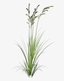 Green Wheat Png, Transparent Png, Free Download