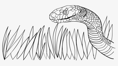 Animal, Grass, Poison, Serpent, Snake, Venomous, Viper - Grass Snake Black And White, HD Png Download, Free Download