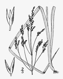 Agrostis Perennans Flor, HD Png Download, Free Download