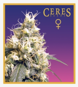 Ceres Kush - Ceres Skunk, HD Png Download, Free Download