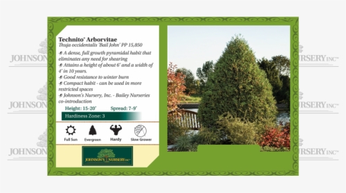 Technito Arborvitae Thuja Occidentalis Bail John Benchcard - Jn Strain Musclewood, HD Png Download, Free Download