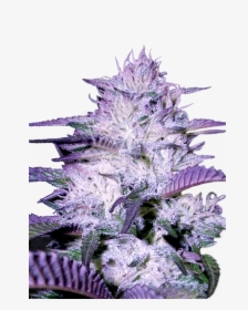 Purple Kush Autoflower Seeds - Godfather Og, HD Png Download, Free Download