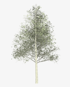 Aspen, Tree, Painted Tree, Nature, Green - Quaking Aspen Png, Transparent Png, Free Download