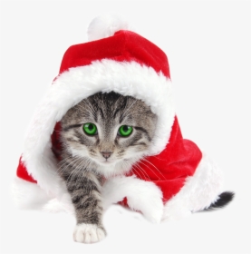 Ineed Files Collection Merry - Transparent Cat Santa Hat, HD Png Download, Free Download