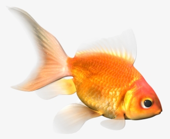 Goldfish, HD Png Download, Free Download