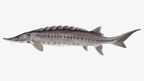 Acipenser Oxyrhynchus - Atlantic Sturgeon Png, Transparent Png, Free Download