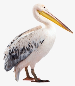 Pelican Beak Fauna Wildlife - Pellicano Png, Transparent Png, Free Download