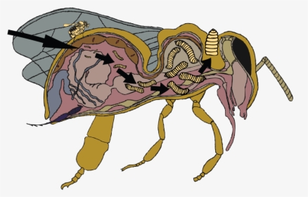 Zombie Bee, HD Png Download, Free Download