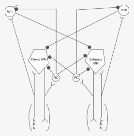 Diagram, HD Png Download, Free Download