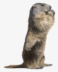Standing Groundhog - Animal That Looks Like A Groundhog, HD Png Download, Free Download