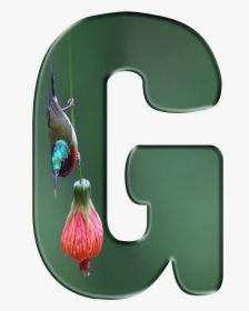 Hummingbird, HD Png Download, Free Download