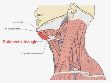 Occipital Triangle Of Neck, HD Png Download, Free Download