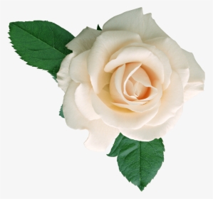 Rosas Blancas - Свадебные Рамки Для Фотошопа, HD Png Download, Free Download