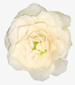 Rosas Blancas - Floribunda, HD Png Download, Free Download