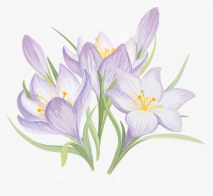 Iris Flower Drawing - Drawn Flowers, HD Png Download, Free Download