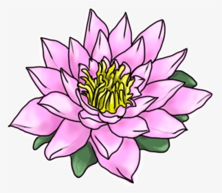 How To Draw Nelumbo - Tropical Rainforest Flowers Drawings, HD Png Download, Free Download