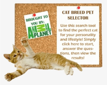 Cat Breed Selector - Animal Planet, HD Png Download, Free Download
