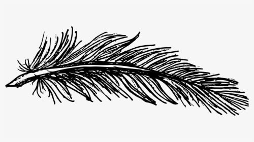 Feather Drawing Png, Transparent Png, Free Download