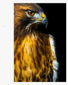 Red-tailed Hawk, HD Png Download, Free Download