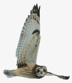 Transparent Hawks Clipart - Owl, HD Png Download, Free Download