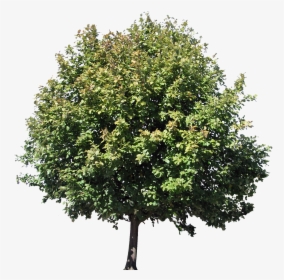 Transparent Arboles Png - Pistachio Tree Clipart, Png Download, Free Download