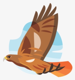 Red Tailed Hawk Png, Transparent Png, Free Download