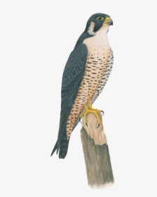Bird,peregrine Falcon,cooper"s Hawk,falcon,sharp Shinned - Cartoon Peregrine Falcon, HD Png Download, Free Download