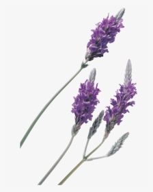 Lavender Transparent Background, HD Png Download, Free Download