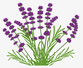 French Lavender Tattoo - Lavender Vector Png, Transparent Png, Free Download